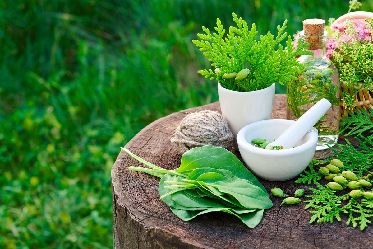 Herbal naturopathy arrangement with mortar and pestle, fresh botanicals, and natural remedies on a wooden stump